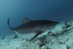 Tiger Shark Men`s Rashguard