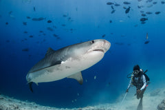 Tiger Shark Men`s Rashguard